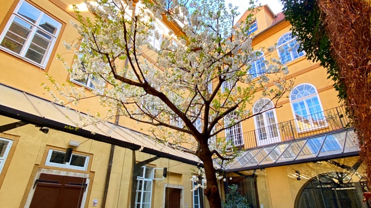NC State Prague Building Courtyard with a blooming tree in the middle