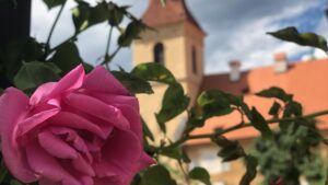 A flower with a church in the background